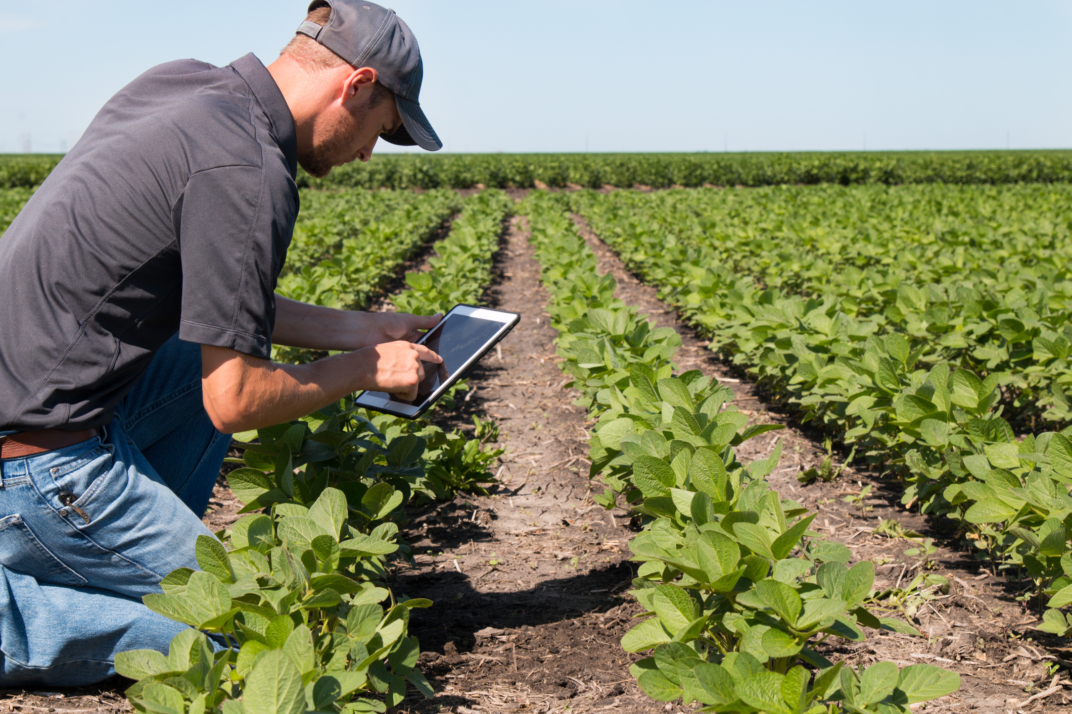 Maximizing Crop Yields: How Crop Health Labs Can Help Farmers